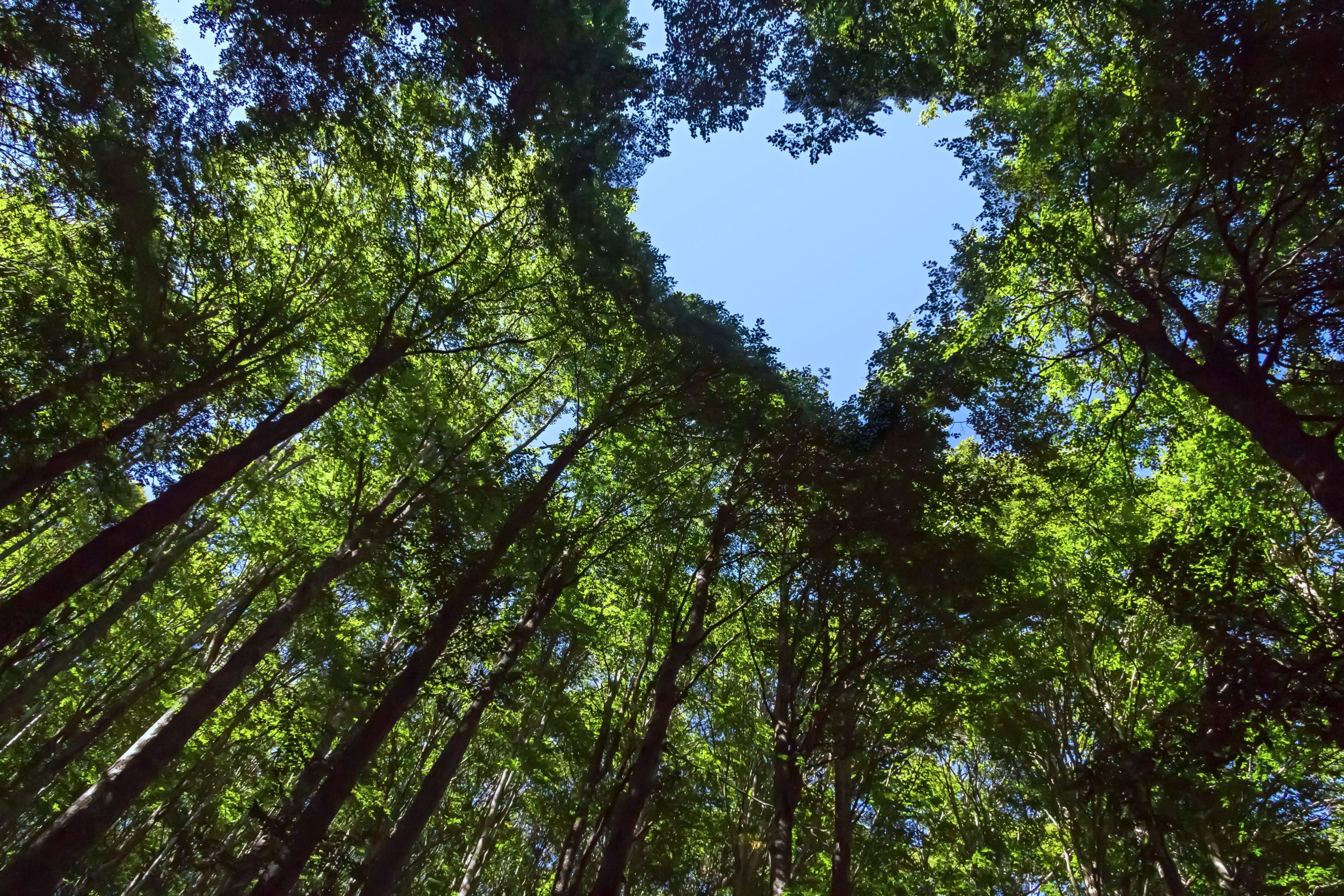 forest-with-heart-shaped-blue-sky
